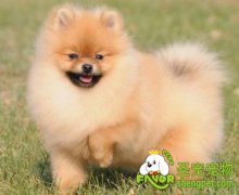 博美犬美容洗澡操作流程