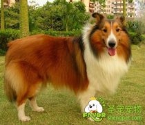 喜乐蒂牧羊犬的饲养方法