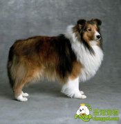 喜乐蒂牧羊犬与柯利牧羊犬有何区别