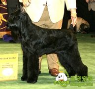 冠军犬的交配方法有哪些