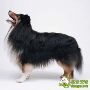 母犬什么时候开始发情