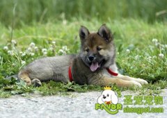 狗狗甲状腺功能低下的原因及预防