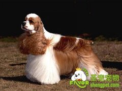 可卡犬的标准及美容洗澡流程