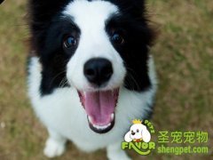 狗狗皮肤瘙痒的原因及治疗