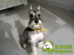 训练雪纳瑞犬的方法