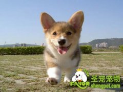 柯基犬的训导特点