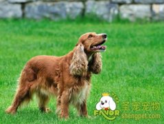 可卡犬嘴角炎症状及预防方法