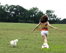 小区遛狗需要注意的事项