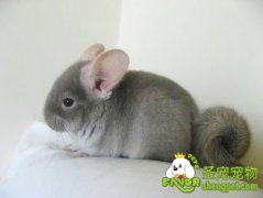 养另类宠物时需要注意什么