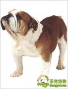 饲养法国斗牛犬之前需要考虑的问题