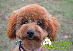 贵宾犬患皮脂溢的预防方法