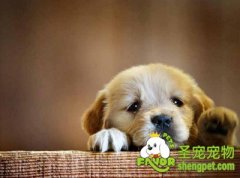 如何给狗狗补钙呢