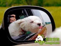 带狗狗自驾游的注意事项