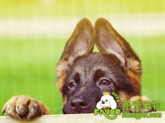 德国牧羊犬的训导特点