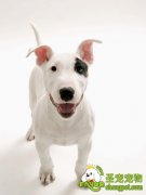 养狗狗该注意什么