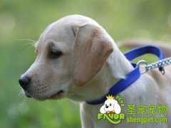 养第二只狗时的注意事项