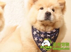 狗狗感冒症状判断及预防方法