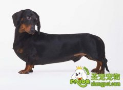 腊肠犬常见病之急性胰脏炎