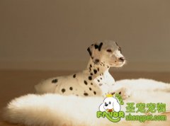 训导大麦町犬的方法