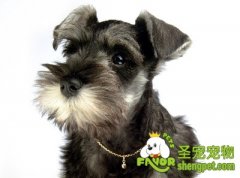 怎样给雪纳瑞美容