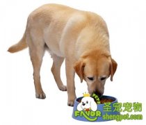 让狗狗爱上狗粮的方法
