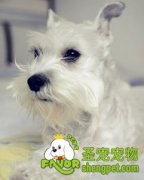 雪纳瑞患癫痫病的预防方法