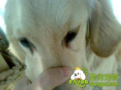 狗狗泪痕的真正原因