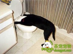 怎样让狗狗改掉吃便便坏习