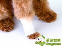 怎样给狗狗包扎伤口