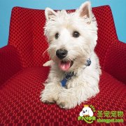 如何饲养西高地白梗