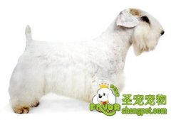 如何饲养西里汉梗犬