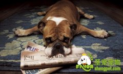 纠正饲养狗狗的错误方法