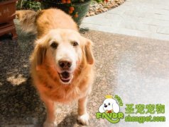 金毛犬常见病之髋关节发育不全