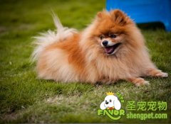 如何清除狗狗身上的跳蚤、壁虱等寄生虫