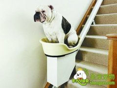 狗狗肥胖该怎么办