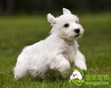 西里汉犬的饲养方法
