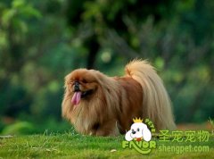 怎样训练京巴犬