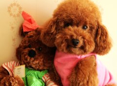 给狗狗洗澡只需8步