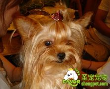 约克夏易患疾病之双排牙