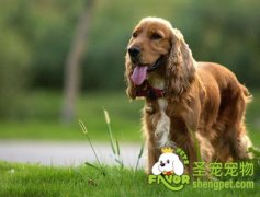 可卡犬易患疾病之糖尿病