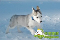 狗狗饮食需要注意的十二事项