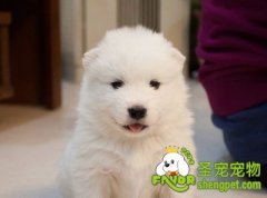 给狗狗喂药的基础手法