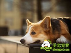 喂狗狗不同种类药的方法