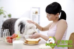 狗狗的消化特征介绍