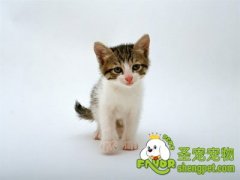 怎样给长毛猫与短毛猫梳理毛发