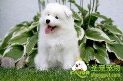 让狗狗乖乖吃药的方法