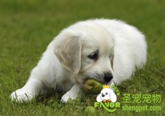 狗狗可以吃水果吗