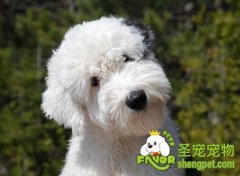 古代牧羊犬易患疾病之进行性视网膜萎缩