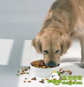 狗狗喂食的十二项规则