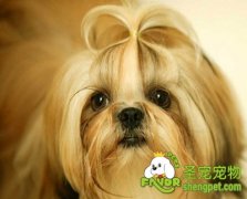 观赏犬该如何饲养